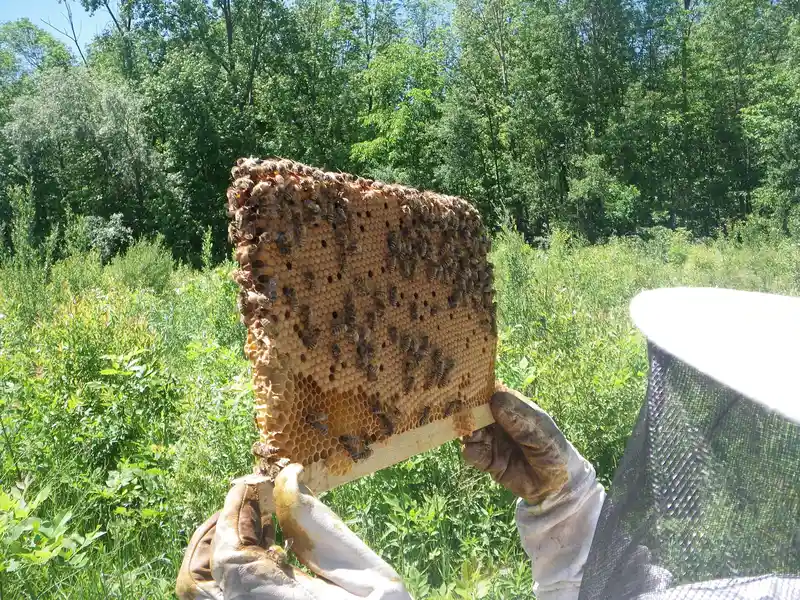 Gloved beekeeper holding one top bar with capped brood comb and bees, lifted from a Warré hive