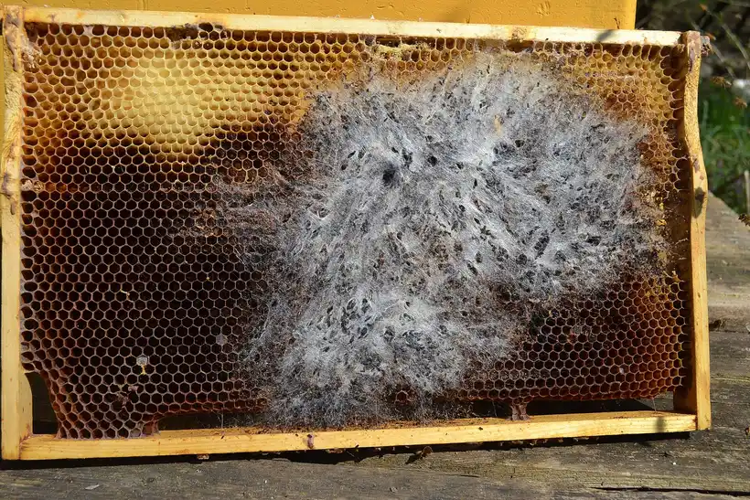 Stored brood frame with a grey mass of wax moth webbing and larvae tunnelling through the comb
