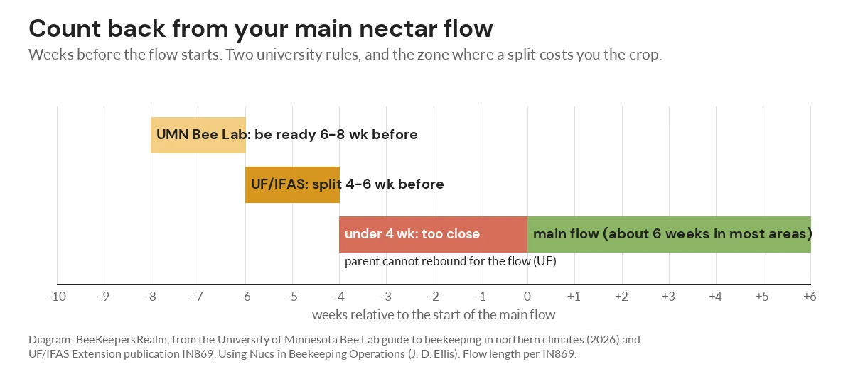Timeline diagram showing UMN and UF split windows four to eight weeks before the main nectar flow