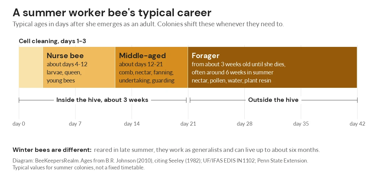 Timeline diagram of a summer worker bee's jobs by age, from cell cleaning and nursing to middle-aged tasks and foraging