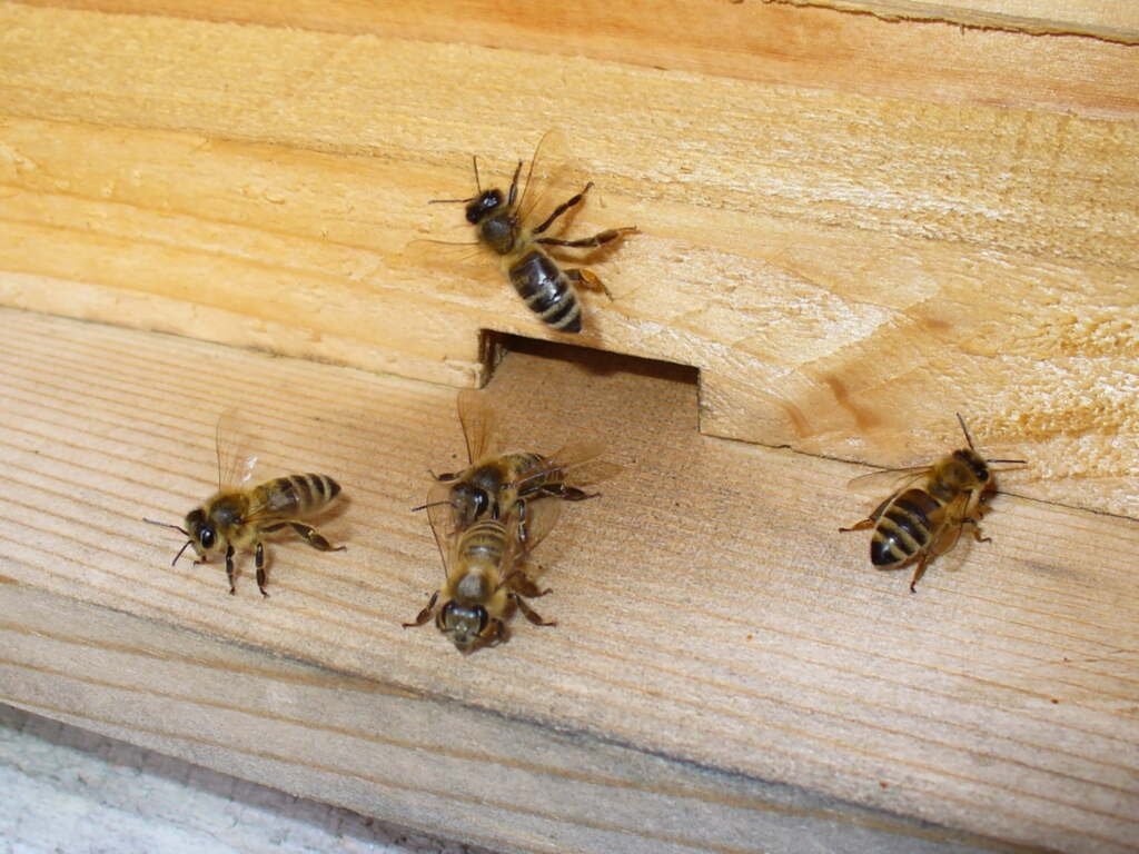 Close-up photo of honey bee workers at a wooden hive entrance slot, some facing outward toward arriving bees