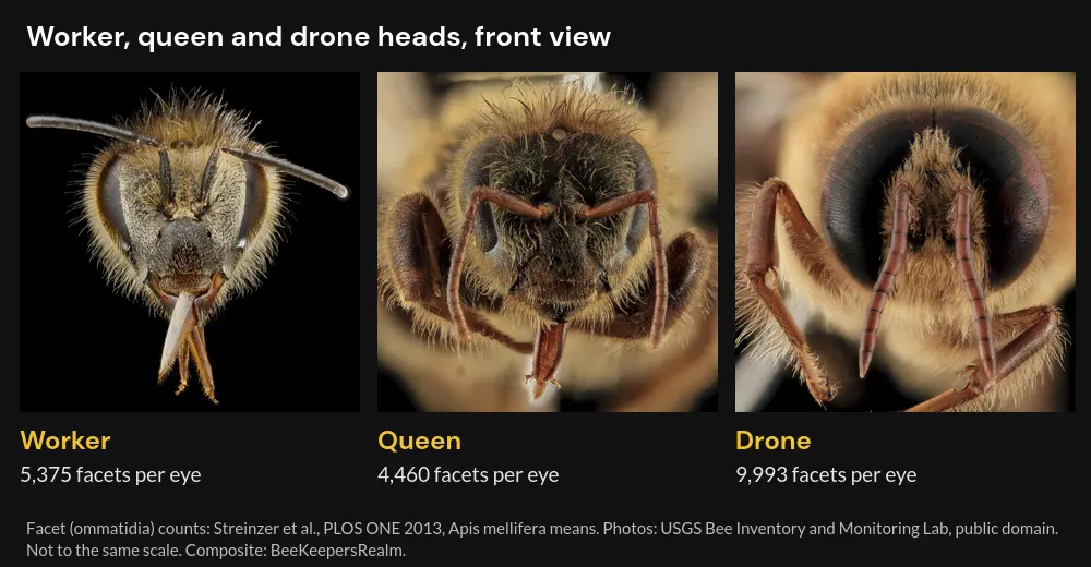 Front views of worker, queen and drone honey bee heads, with the drone's much larger compound eyes