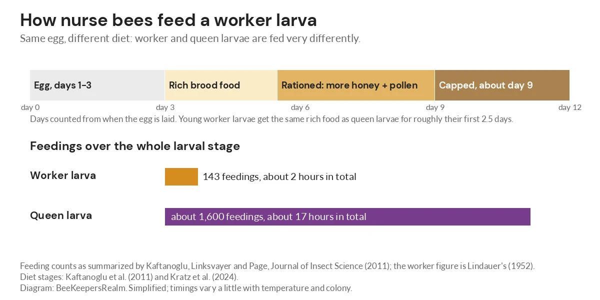 Chart comparing worker and queen larva feeding: 143 feedings for a worker versus about 1,600 for a queen