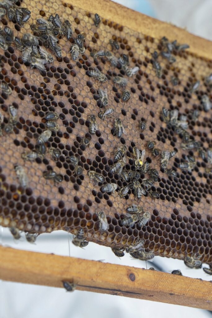 Marked queen bee with attendant workers on comb
