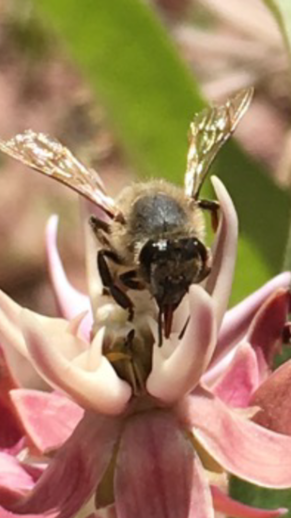 Photo of a European honey bee on a flower, the species living inside the painted insulated hive boxes covered in this guide