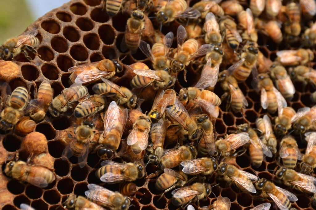 Honey bee queen on comb with workers