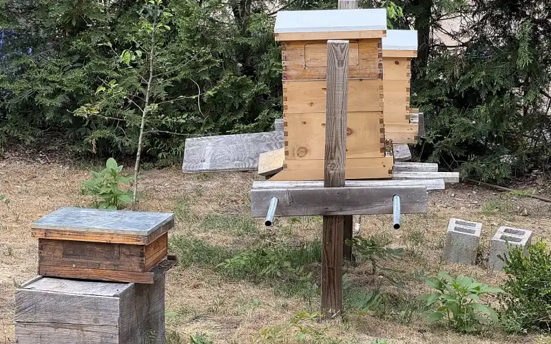 Small backyard bee yard with one weathered hive on the ground and two cedar hives on a wooden stand