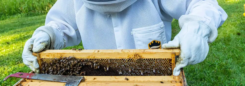 Beekeeper in a white ventilated jacket and leather gloves lifting a brood frame covered in honey bees from a hive