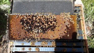 Photo of a honey bee brood frame with capped brood in the center and pollen and honey arranged around it