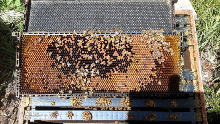 Photo of a honey bee brood frame with capped brood in the center and pollen and honey arranged around it