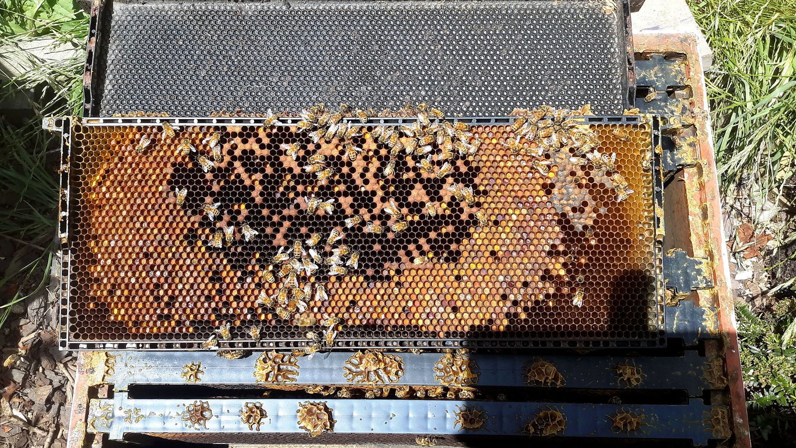 Photo of a honey bee brood frame with capped brood in the center and pollen and honey arranged around it