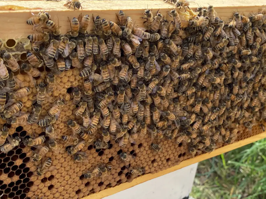 Langstroth frame of capped worker brood covered by nurse bees, with open cells along the lower edge