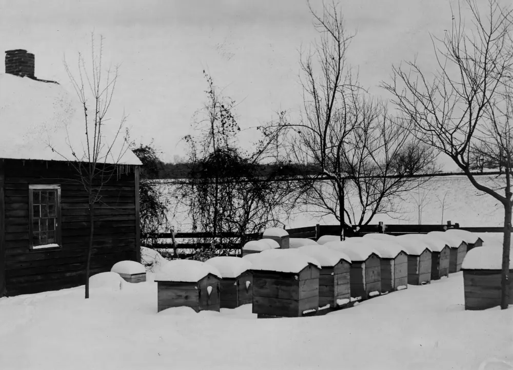 Black-and-white photo from about 1900 of a row of snow-capped wooden beehives packed for winter beside a small bee house
