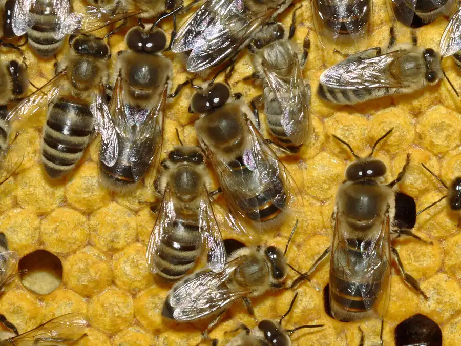 Large-eyed drone honey bees walking among smaller worker bees on a frame of capped brood comb