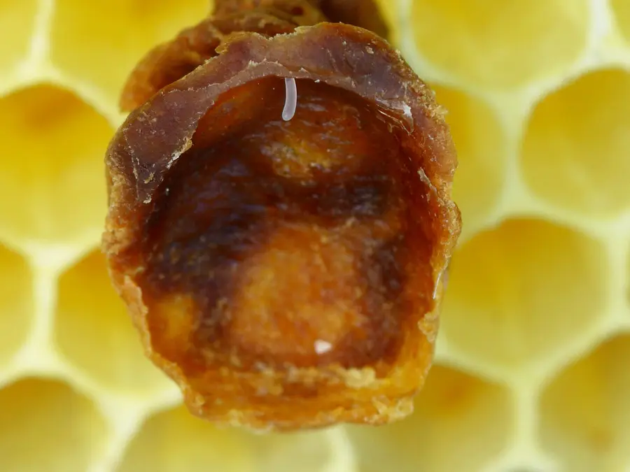 Opened queen cell showing a single white honey bee egg on the floor of the cup, the first stage of queen rearing