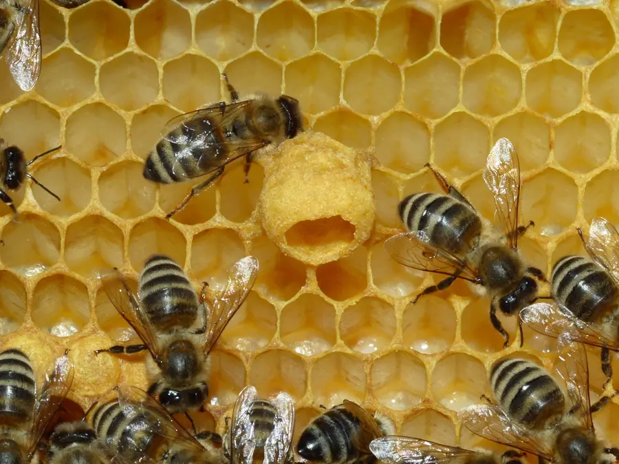 Close-up of an empty wax queen cup on honeycomb surrounded by worker honey bees, before any egg is laid