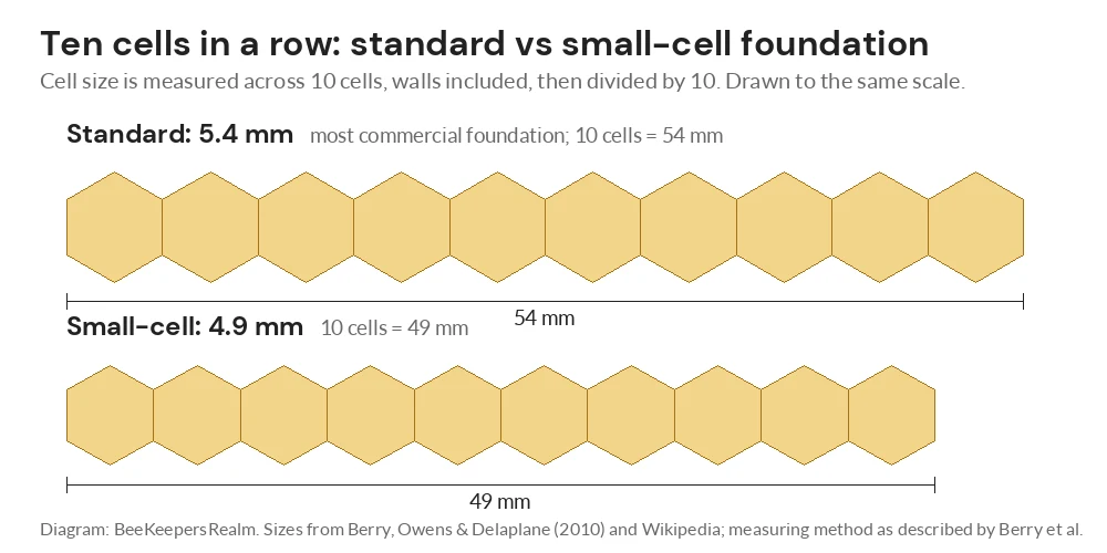 To-scale diagram of ten 5.4 mm standard cells and ten 4.9 mm small cells, measuring 54 mm and 49 mm