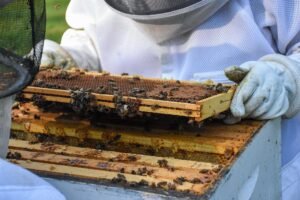 Photo of beekeepers lifting a bee-covered frame above an open hive box with bees along the top bars
