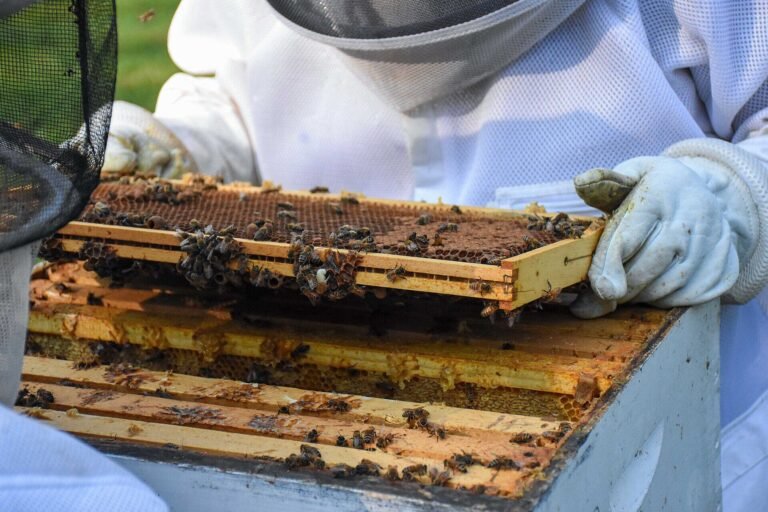 Photo of beekeepers lifting a bee-covered frame above an open hive box with bees along the top bars