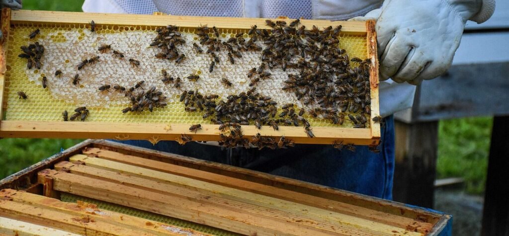 Photo of a gloved beekeeper holding up a frame of capped honey covered with bees above an open hive