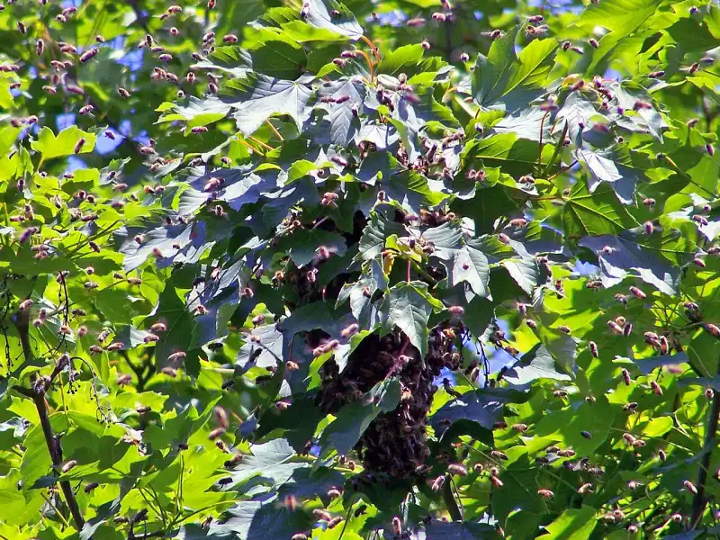 Honey bee swarm clustered on a maple branch while hundreds of bees fly around the sunlit leaves