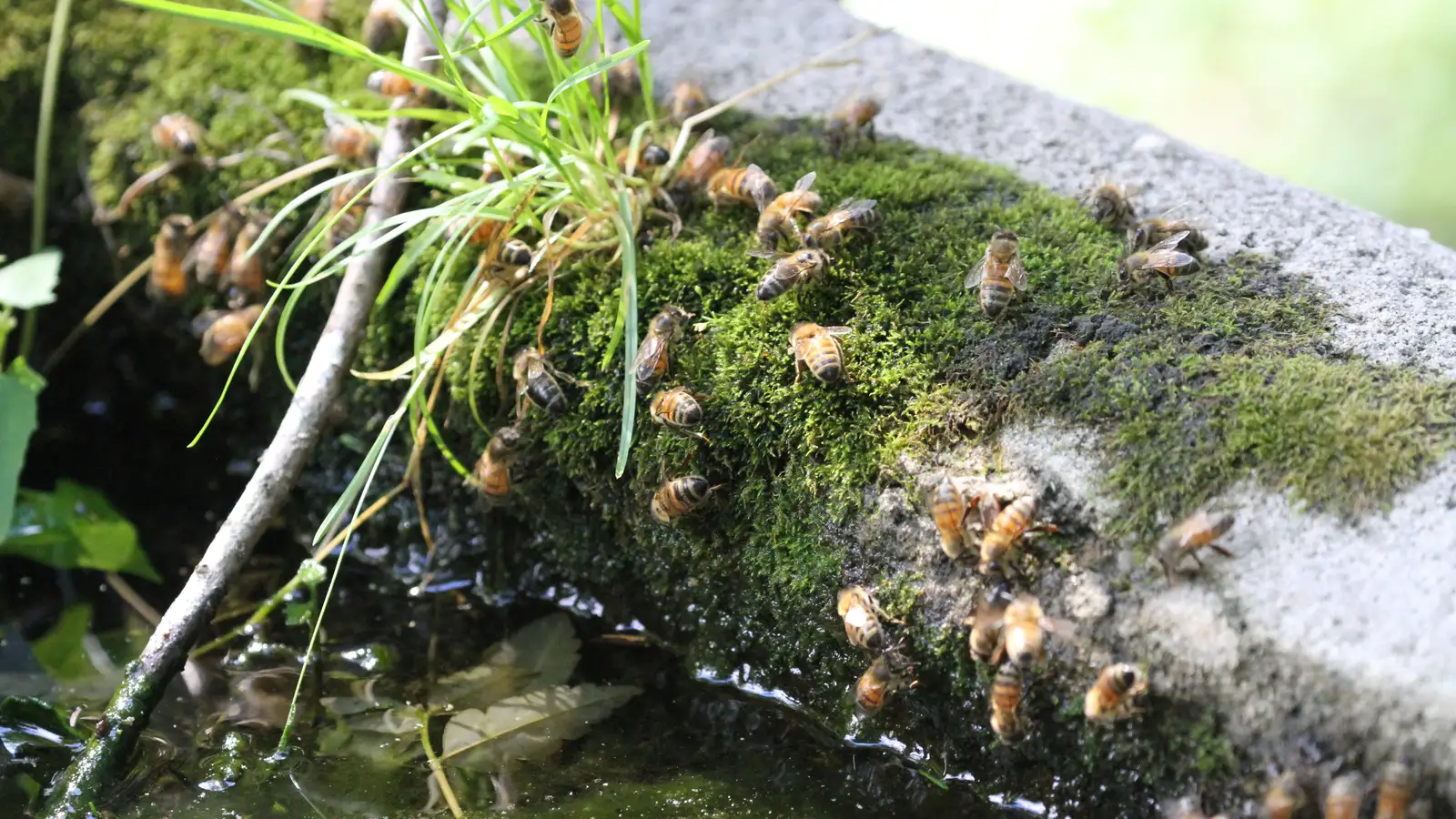 Honey bees standing on wet moss along the edge of a concrete water trough, drinking at the waterline