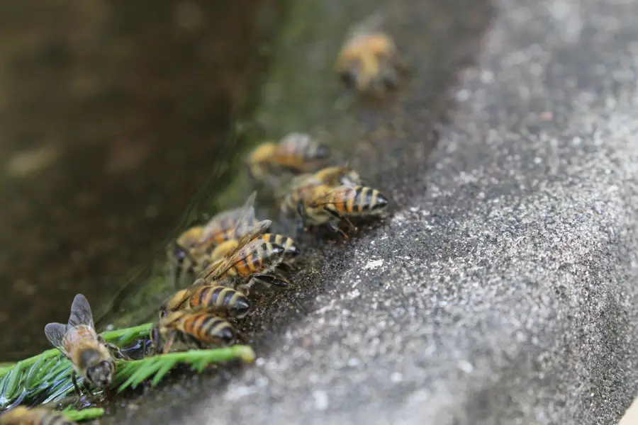 Row of honey bees gripping a wet concrete rim and a fallen twig while drinking from a shallow water trough