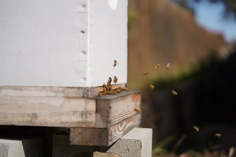 White Langstroth hive on a wooden bottom board raised on concrete blocks, with honey bees flying at the entrance