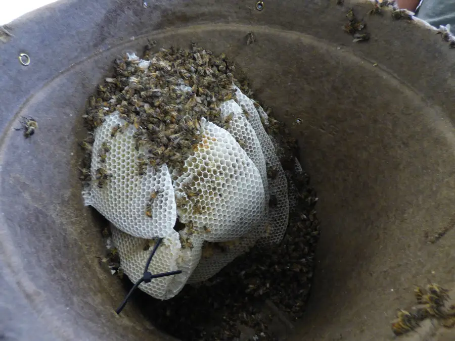 Fresh white comb and honey bees inside a round fiber swarm trap opened for inspection