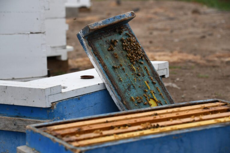 Photo of an opened honey bee hive with the inner cover lifted and worker bees on the cover and frames