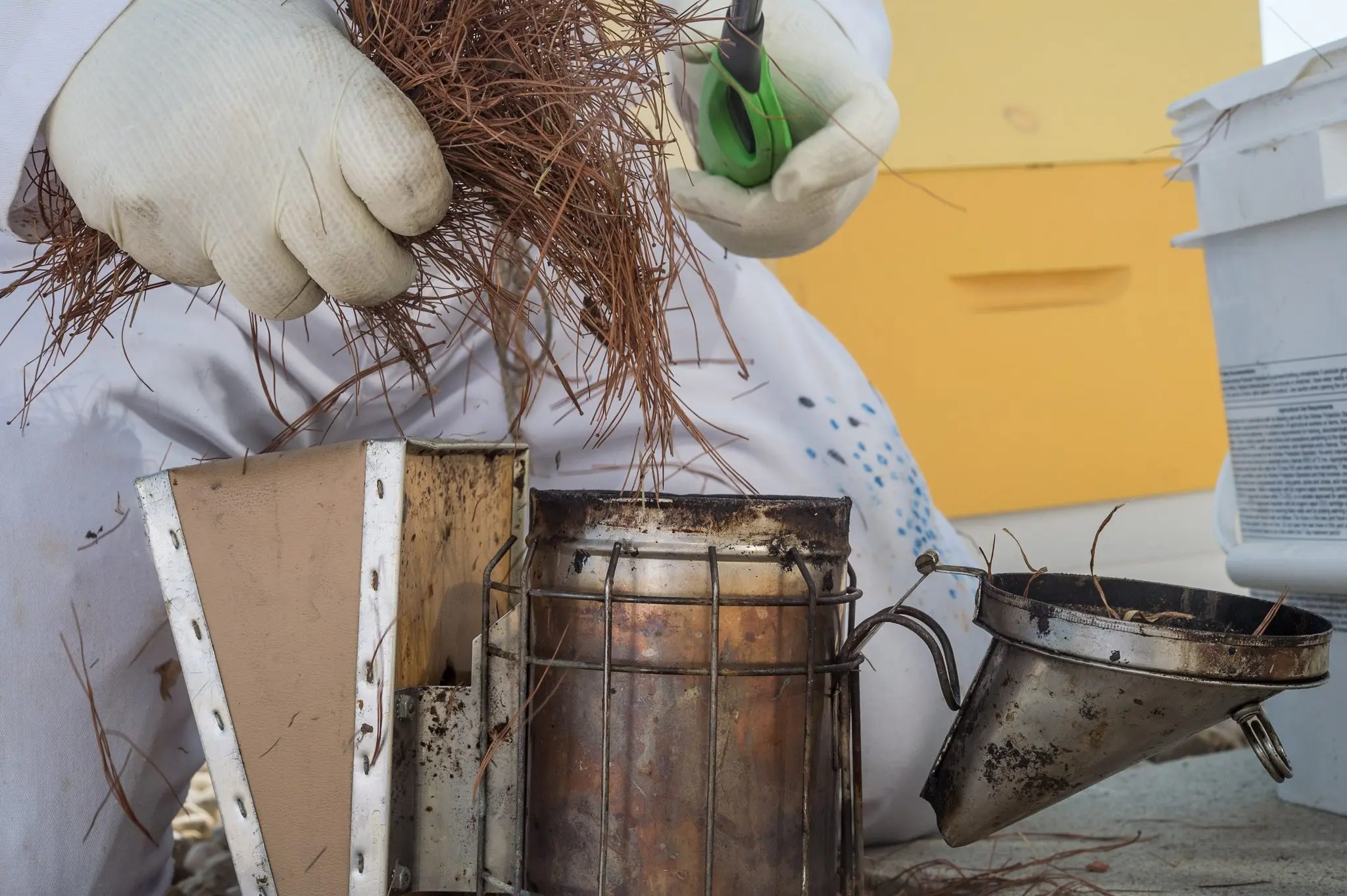 Gloved beekeeper feeding a handful of dry pine needles into the open firebox of a bee smoker