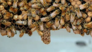 Mature queen cell hanging from the edge of a comb, with smaller developing queen cells and worker bees around it