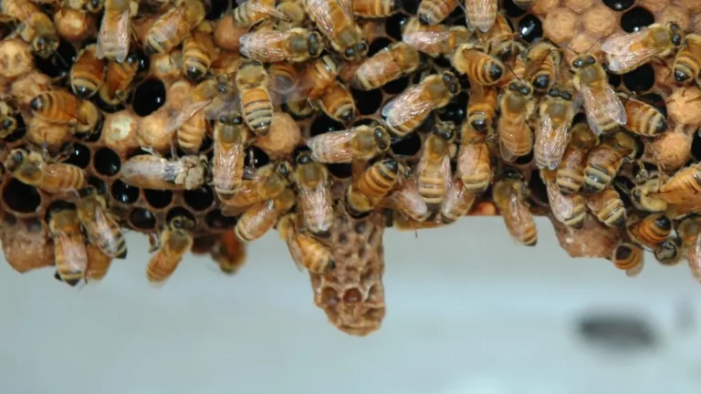 Mature queen cell hanging from the edge of a comb, with smaller developing queen cells and worker bees around it
