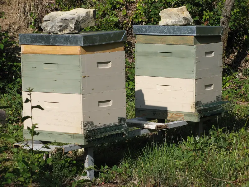 Two painted hives in France with wire mesh guards fixed across the front of the entrances