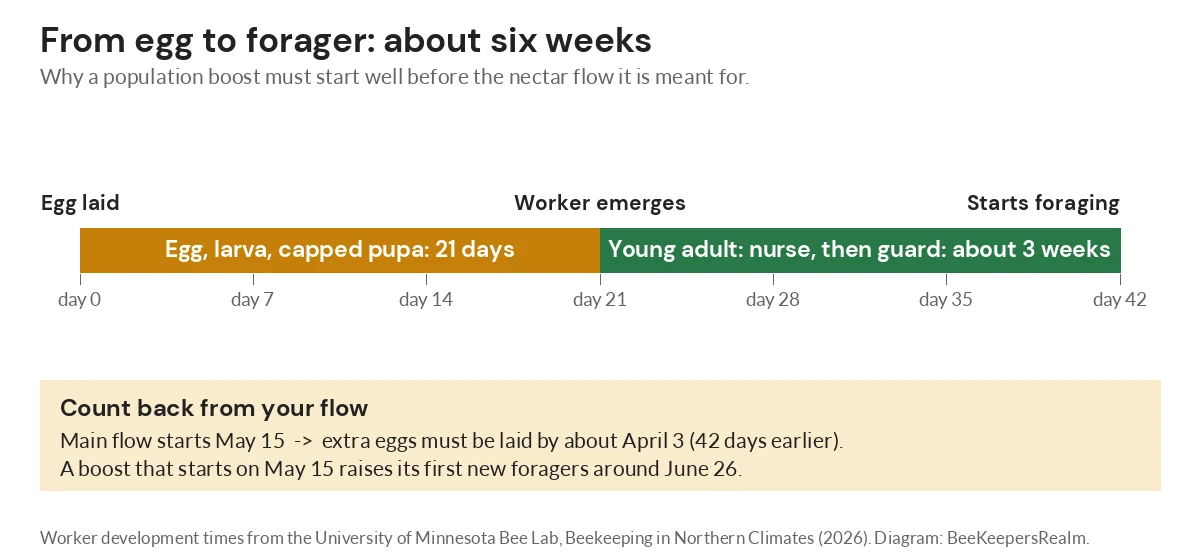 Timeline of a worker honey bee: 21 days from egg to adult, then about three weeks before it starts foraging