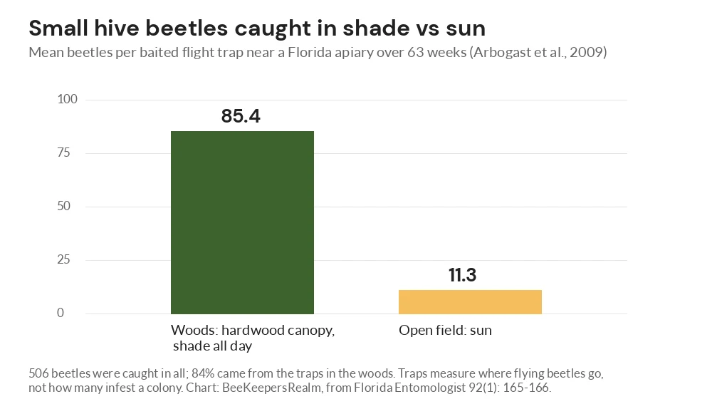 Bar chart of small hive beetles per trap: 85.4 in all-day woodland shade versus 11.3 in an open sunny field in Florida