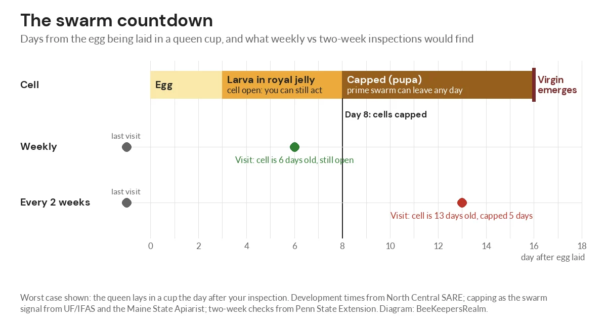 Timeline diagram of queen cell stages from egg to capping on day 8, with weekly and two-week inspection points