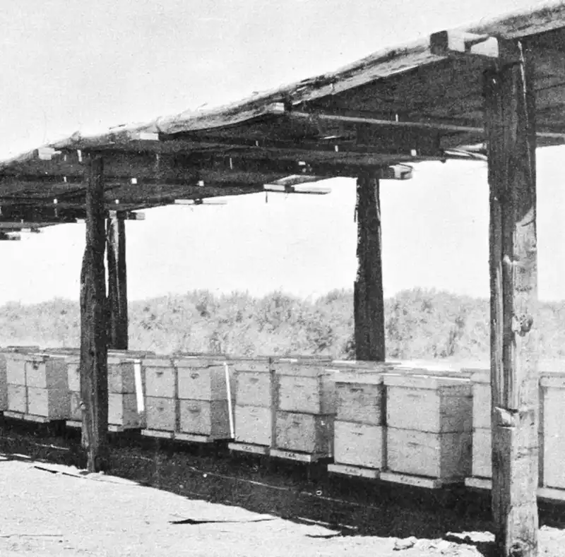 Black-and-white 1960s photo of two rows of white beehives under a long board-roofed shade structure in Arizona desert