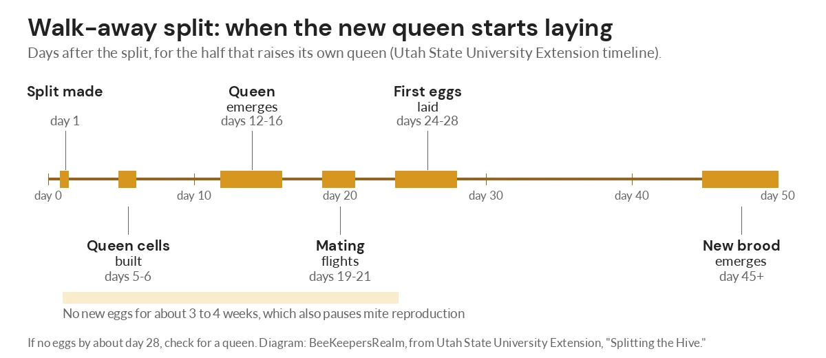 Timeline of a walk-away split from day 1 to day 45, showing queen cells, emergence, mating flights and first eggs
