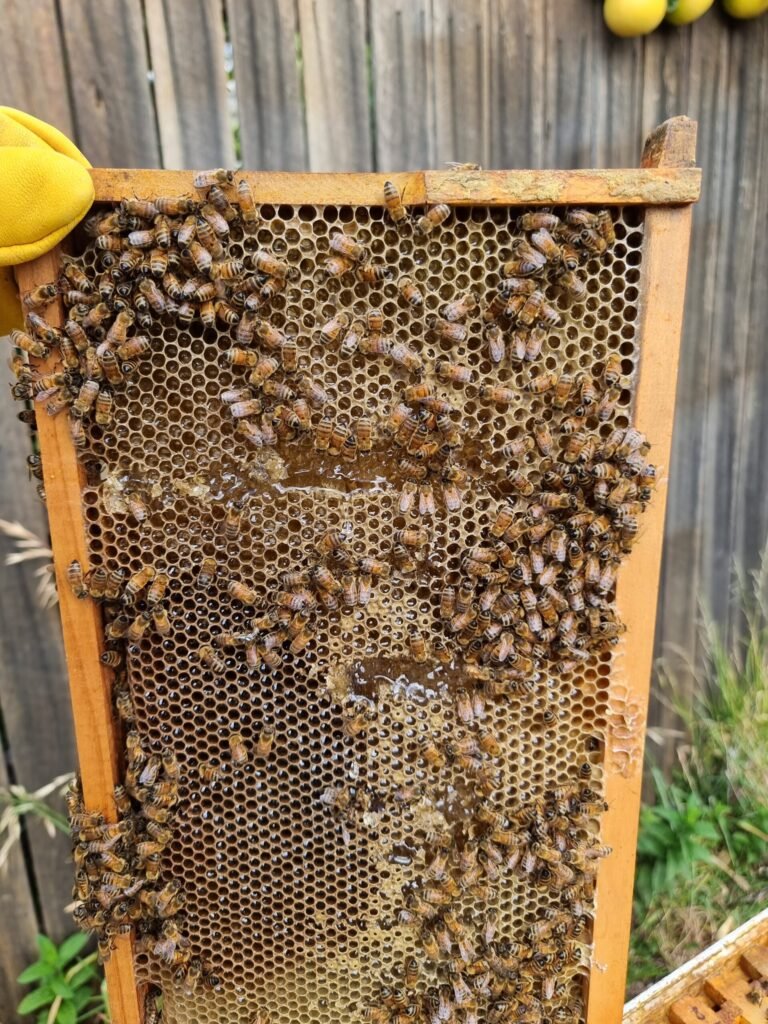 Frame of drawn honeycomb from a Langstroth beehive