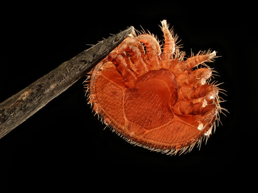 Varroa destructor mite on a honey bee abdomen