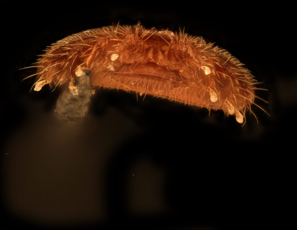 Close-up photo of a Varroa destructor mite attached to a honey bee, the parasite beekeepers monitor for varroa resistance signs