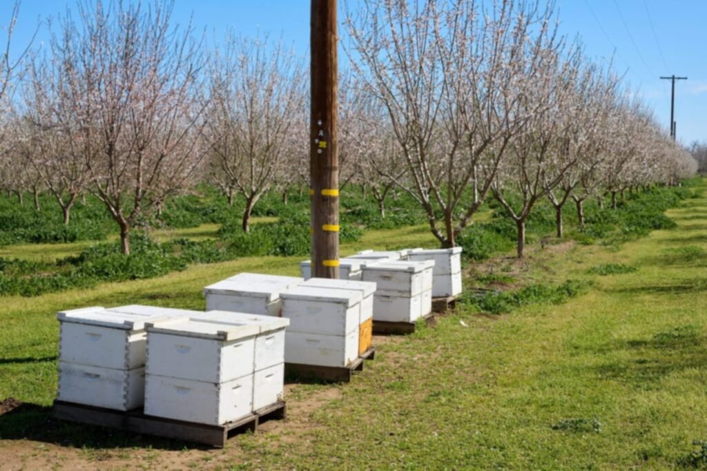 Photo of white Langstroth beehives on pallets along the rows of a blooming almond orchard in Butte County, California