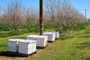 Photo of white beehives on pallets set along rows of a blooming almond orchard in Butte County, California