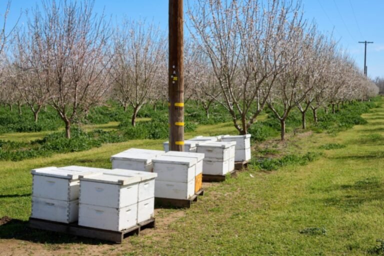 Photo of white beehives on pallets set along rows of a blooming almond orchard in Butte County, California
