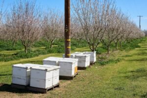 Photo of white Langstroth beehives set on pallets between rows of blooming almond trees in California