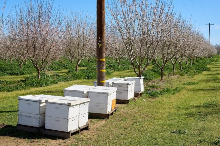 Photo of white Langstroth beehives set on pallets between rows of blooming almond trees in California