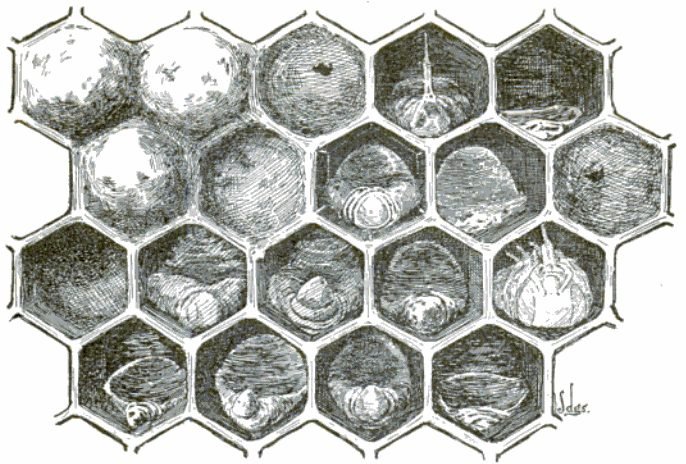 Drawing of brood comb infected with American foulbrood, showing sunken, perforated cappings over dead larvae