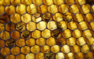 Backlit photo of empty honeycomb cells, several holding dark brown American foulbrood scale stuck to the cell walls