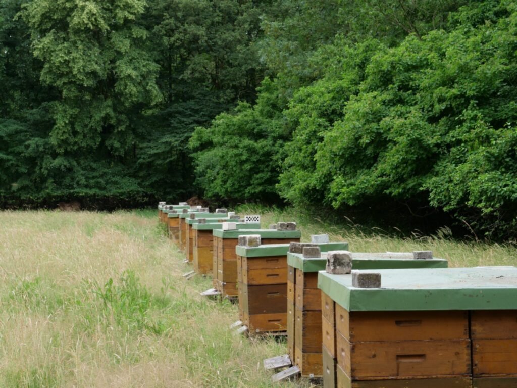 Photo of a long row of Langstroth beehives on stands along the edge of a grassy meadow in one apiary